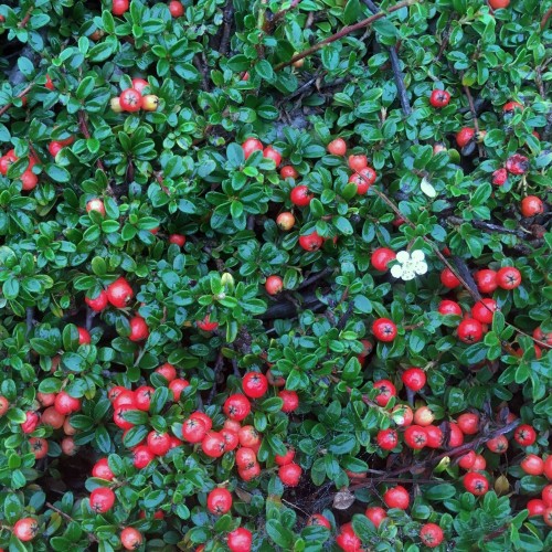 Кизильник даммера укореняющийся Грин Карпет штамб